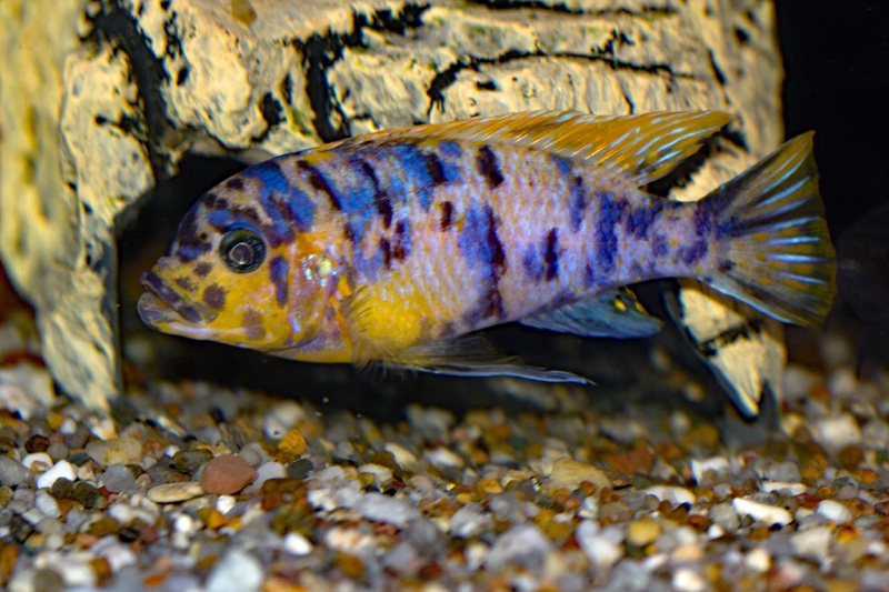 Maylandia fainzilberi 'Lundo Island'